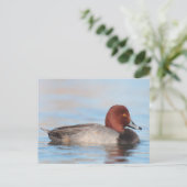 オアカガモ ポストカード (スタンド正面)