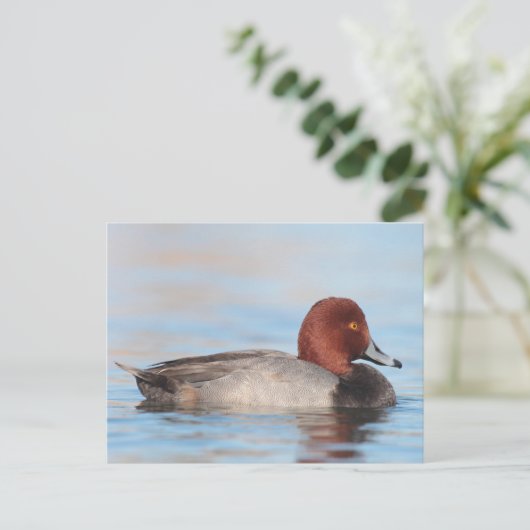 オアカガモ ポストカード (スタンド正面)