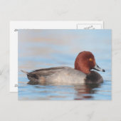 オアカガモ ポストカード (正面/裏面)