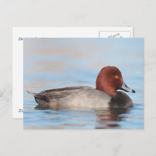 オアカガモ ポストカード (正面/裏面)
