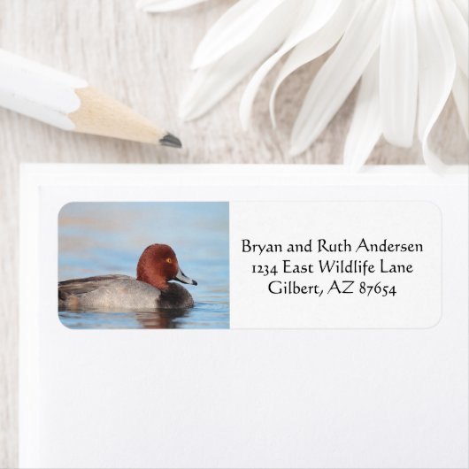 オアカガモ ラベル (インサイチュ)