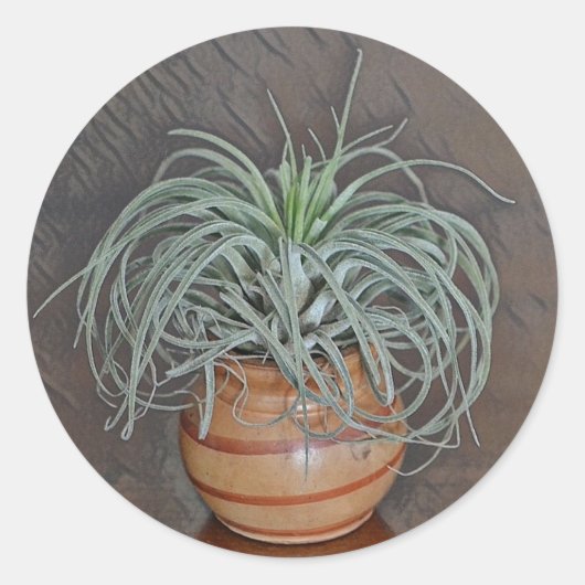 オアクサカーナ亜気植物 ラウンドシール (正面)