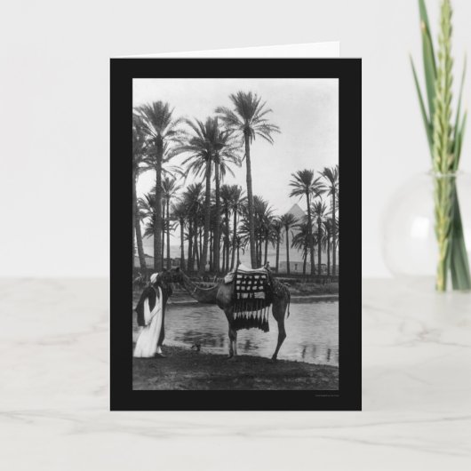 オアシスビューピラミッド1902 カード (正面)