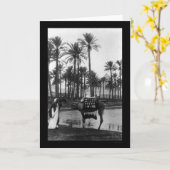 オアシスビューピラミッド1902 カード (黄色い花)