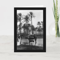 オアシスビューピラミッド1902