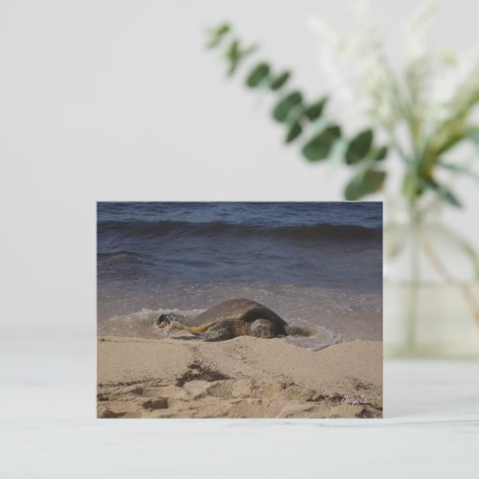 オアフの亀 ポストカード (スタンド正面)