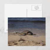 オアフの亀 ポストカード (正面/裏面)