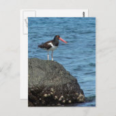 オイスターキャッチャー外鳥はがき ポストカード (正面/裏面)