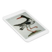 オイスターキャッチャー、c.1767-76 (手彩色版木、銅版、版画) マグネット (右側)