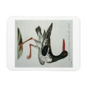 オイスターキャッチャー、c.1767-76 (手彩色版木、銅版、版画) マグネット (横)