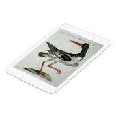 オイスターキャッチャー、c.1767-76 (手彩色版木、銅版、版画) マグネット (左側)