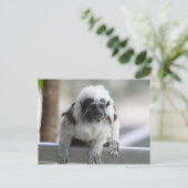 オイディプス ポストカード (スタンド正面)