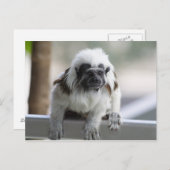 オイディプス ポストカード (正面/裏面)