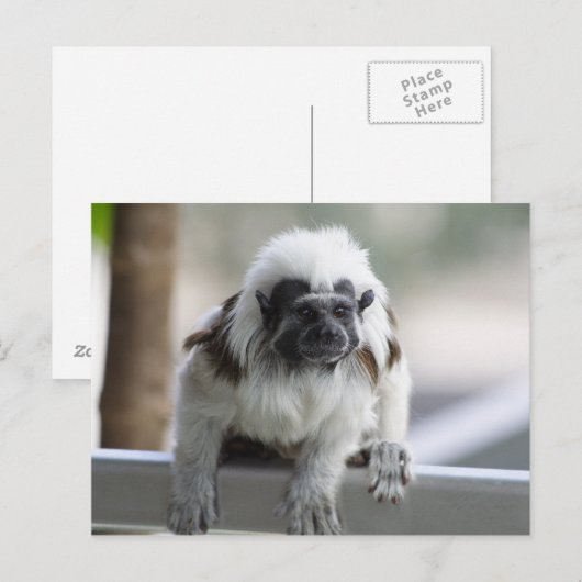 オイディプス ポストカード (正面/裏面)