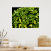 オウキューバ・ジャポニカ・スポッテッドローレル ポスター (キッチン)