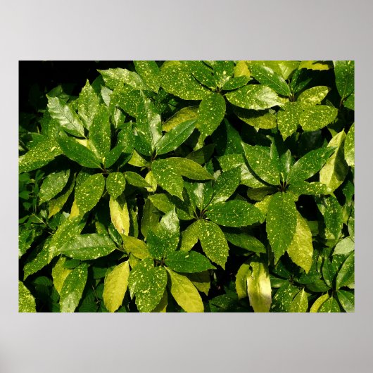 オウキューバ・ジャポニカ・スポッテッドローレル ポスター (正面)