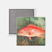 オウギクのヴィンテージ マグネット (正面/裏面)