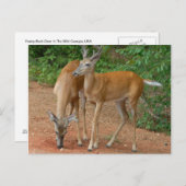 オウズウズラ ポストカード (正面/裏面)