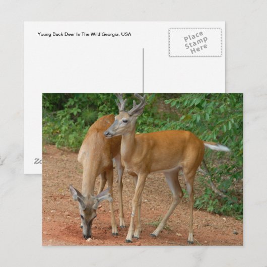 オウズウズラ ポストカード (正面/裏面)