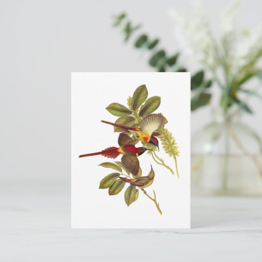 オウズドリ ポストカード (スタンド正面)