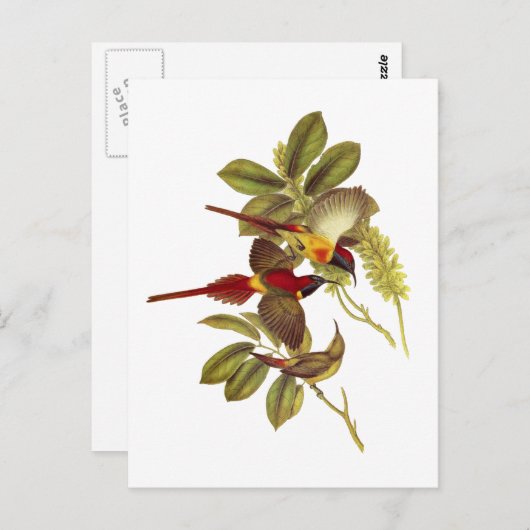 オウズドリ ポストカード (正面/裏面)