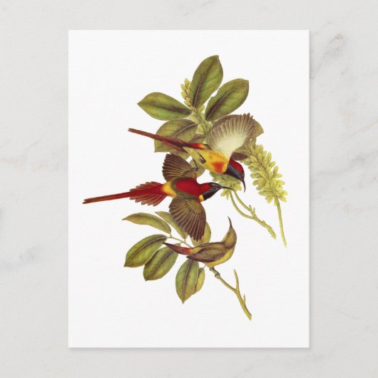 オウズドリ ポストカード (正面)