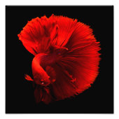 オウズラ フォトプリント            (正面)