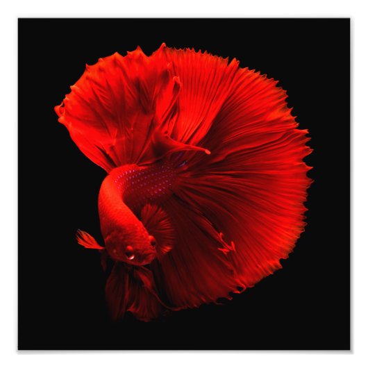 オウズラ フォトプリント            (正面)