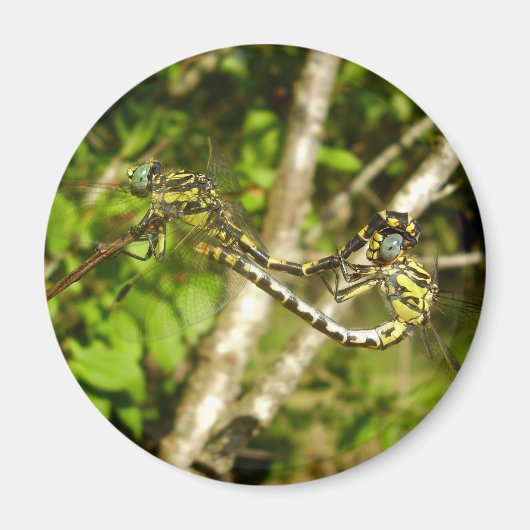 オウバエ交互磁石 マグネット (正面)