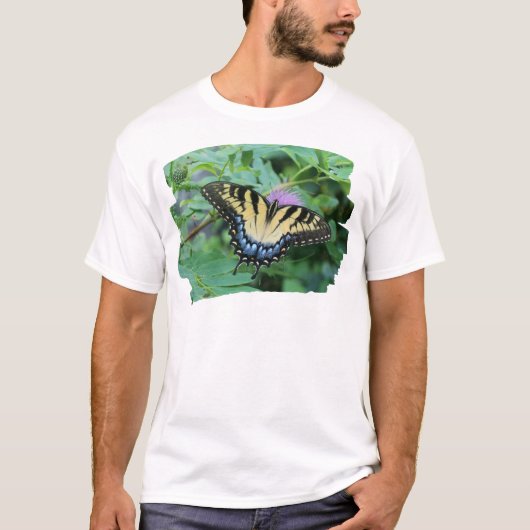 オウブタイタテハ Tシャツ (正面)