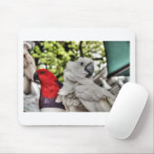 オウムおよびオウム マウスパッド (マウス)