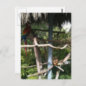 オウムから食べ物を盗むリス ポストカード (正面/裏面)