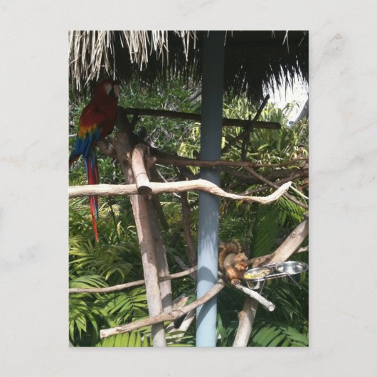 オウムから食べ物を盗むリス ポストカード (正面)