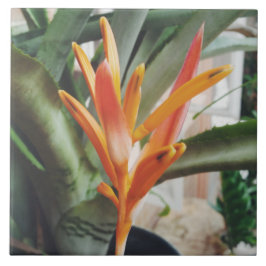 オウムのくちばしヘリコニア多年生草本 タイル