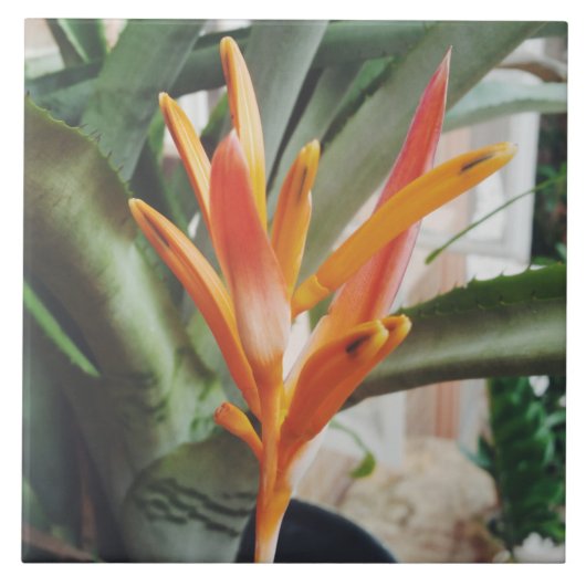 オウムのくちばしヘリコニア多年生草本 タイル (正面)