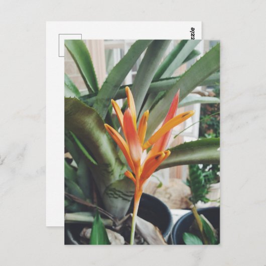 オウムのくちばしヘリコニア多年生草本 ポストカード (正面/裏面)