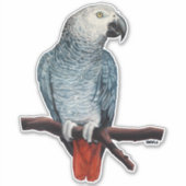 オウムのステッカーAfrican Gray Parrotのステッカー シール (正面)