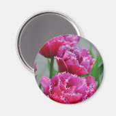 オウムのチューリップ マグネット (正面/裏面)