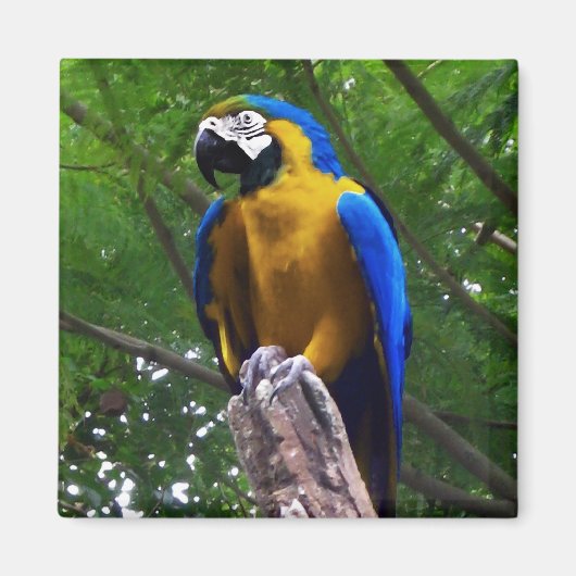 オウムのポーズ マグネット (正面)