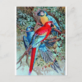 オウムのマカオ野鳥絵画カラフル ポストカード