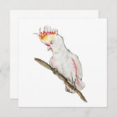 オウムの水色スケッチ (正面/裏面)