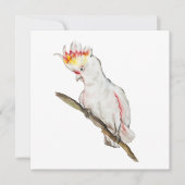 オウムの水色スケッチ (正面)