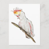オウムの水色スケッチ ポストカード (正面)