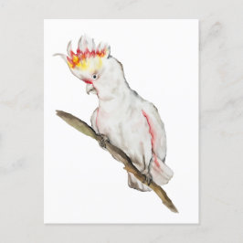 オウムの水色スケッチ ポストカード