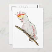 オウムの水色スケッチ ポストカード (正面/裏面)