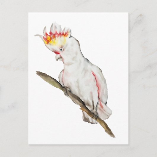 オウムの水色スケッチ ポストカード (正面)