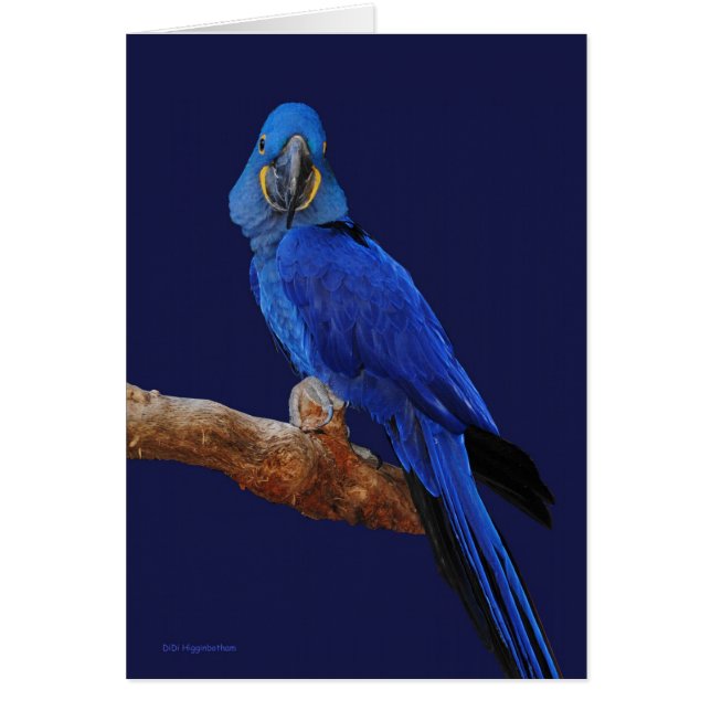 オウムの王子 (正面)