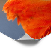 オウムの赤い野生動物 ポスター (角)