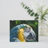 オウムはがき ポストカード (スタンド正面)