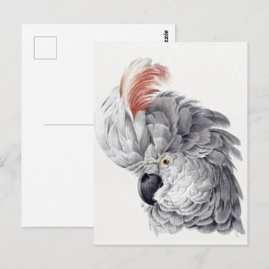 オウムはがき ポストカード (正面/裏面)